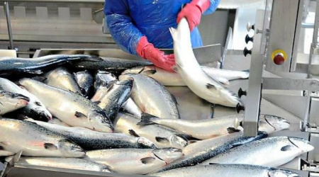 “Az Fish” şirkətinin vəzifəli şəxslərinə cinayət işi açıldı