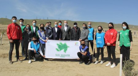 “Yaşıl Marafon” layihəsi çərçivəsində Bakıda ağacəkmə aksiyası keçirildi - FOTO