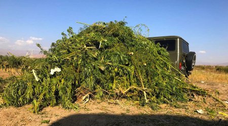 ŞOK: Ermənistanda çətənə becəriləcək - Ölkə narkotik bazarına çevrilir