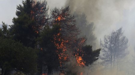 Bakıda yanğın: 12 ağac məhv oldu