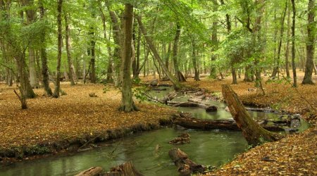 Xaçmaz sakini meşədə gizlincə görün nə işlə məşğul olub - FOTO