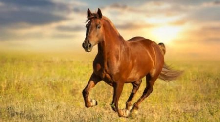 Ermənilərin atı Azərbaycan tərəfinə keçib? - DAHA BİR FEYK