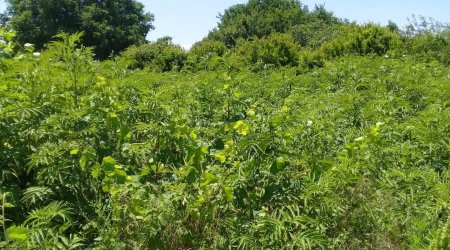 Azad edilən ərazilərdə “Xaşxaş” əməliyyatı keçirildi - FOTO