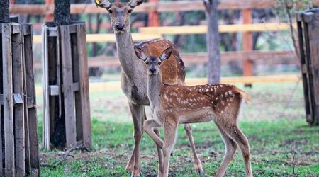 Zooparkın açılış vaxtı bəlli oldu – İstilər heyvanları TƏLƏF EDİB?  