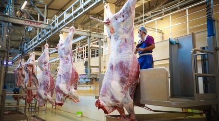 Qurbanlıq heyvanların satışı və kəsimi yerləri AÇIQLANDI 