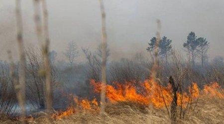 Saatlıda qonşusunun təsərrüfatını yandıran şəxs tutuldu