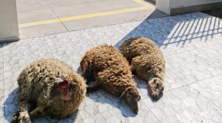Kəlbəcərdə qurban kəsildi