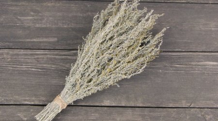 Yovşan koronavirusa qarşı təsirlidir - Alimlər AÇIQLADI