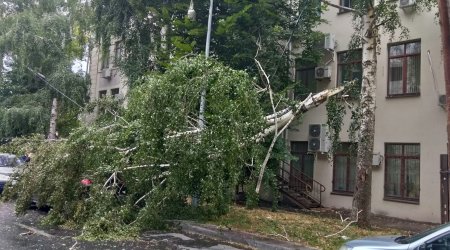 Bakıda əkilən AĞACLAR – Küləklə sovrulan dövlət vəsaiti və TƏHLÜKƏ MƏNBƏYİ