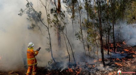 Binəqədidə yanan ağaclıq SÖNDÜRÜLDÜ - VİDEO