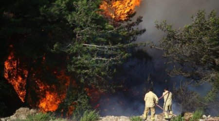 Türkiyədə bütün meşə yanğınları söndürüldü