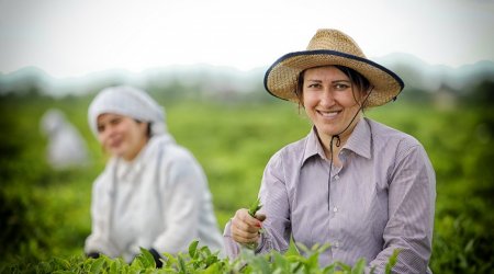 Sığortası olmayan fermerlər subsidiya ala bilməyəcək – Niyə?