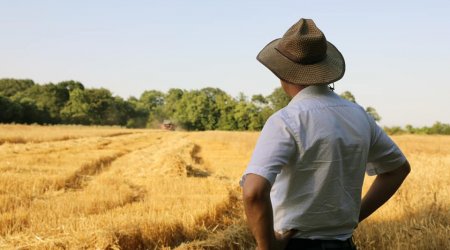 BUĞDA yerinə niyə OT bitir? - Əkinçilik İnstitutundan ÖZƏL AÇIQLAMA