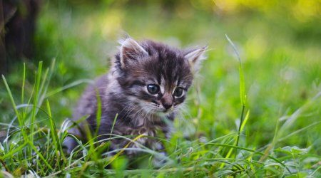 Fələstinli uşağın pişiklə görüntüsü sosial medianı partlatdı – VİDEO