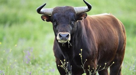 Buğa məktəb direktorunun qabırğasını sındırdı