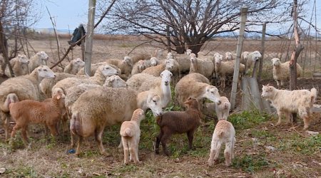 Qəbələdə canavar 52 baş qoyunu parçaladı