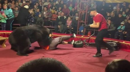 Ayı sirkdə qadına hücum etdi – ANBAAN VİDEO