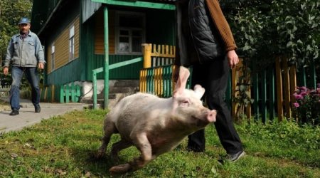ABŞ-da insana donuz böyrəyi köçürüldü - Cərrahların daha bir UĞURU