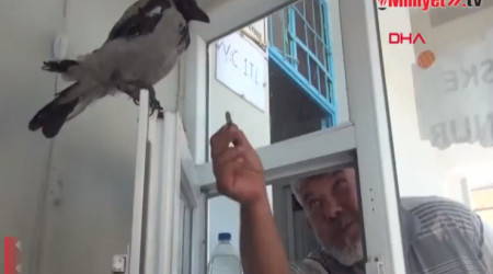 Kassirlik edən qarğa: Müştərilərdən pul alır - VİDEO