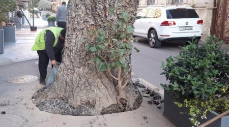 Bakıda ağacın dibi asfaltdan təmizləndi