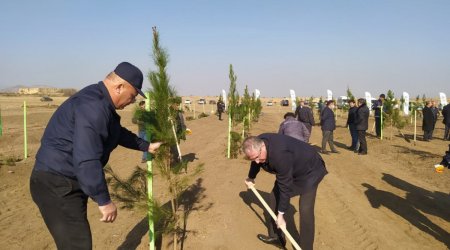 Ağdamda yeni meşə massivi salındı