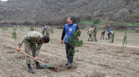 Laçında keçirilən ağacəkmə aksiyasından FOTOLAR