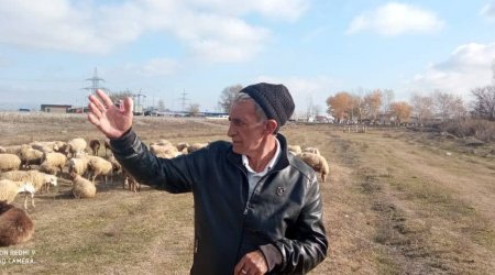 Yevlaxda BÖYÜK TƏHLÜKƏ: Çaqqal sürüləri insanlara hücum edirlər – FOTO