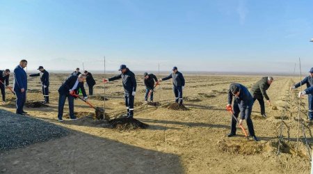 “Yevlax Pilot Aqropark”ında 1 500 nəfər işlə təmin olunacaq - FOTO