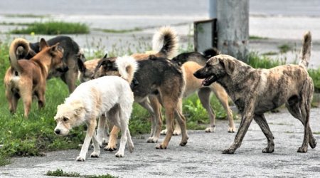 Kürdəmirdə sahibsiz itlər kişinin qulağını qopardı