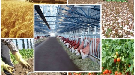 Azərbaycanda aqrar sektor 4%-ə yaxın böyüdü