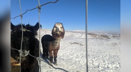 Şamaxıdakı Safari parkda alpakalar ilk dəfə 3 bala dünyaya gətirib – VİDEOREPORTAJ - ÖZƏL