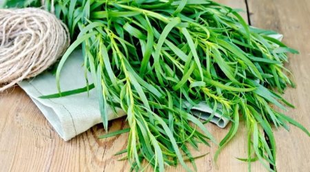 Hər gün tərxun yeyin - 6 SƏBƏB