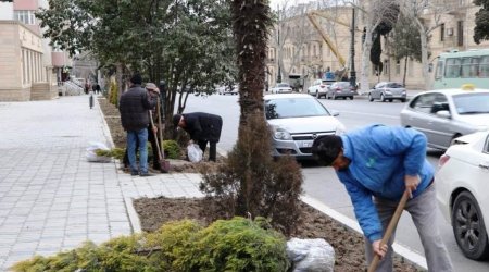 Gəncədə 8 min ağac əkildi - FOTO