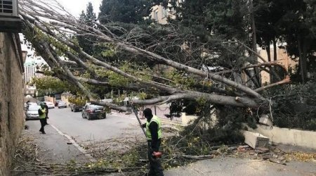 Güclü külək neçə ağacı aşırıb? - ETSN araşdırma aparır