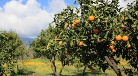 Azərbaycanda meyvə bağları güzəştlə sığortalanır - TARİFLƏR