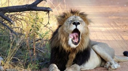 İranda şir zoopark işçisini öldürdü