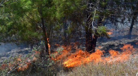 Bu rayonun yaşıllıq zolağında 22 ağac yandırıldı – KİM TÖRƏDİB?