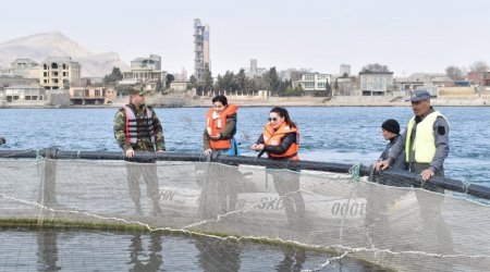 “Zəngin hövzələr” layihəsi: Xəzərə qızılbalıq körpələri buraxıldı - FOTO