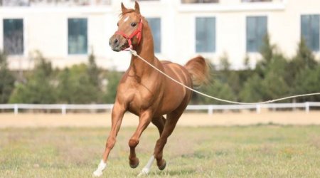 Ağdamda Qarabağ Atçılıq Zavodu tikiləcək