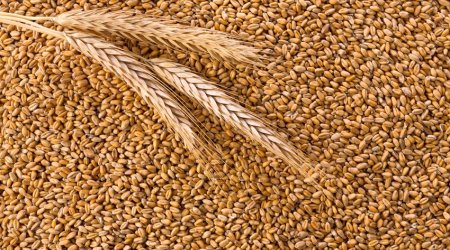 Azərbaycan arpa idxalını dayandırdı