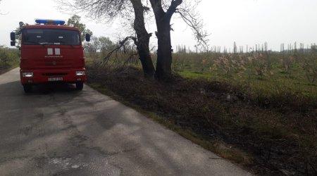 Küləkli havada sağlam qovaq ağacını kim və niyə yandırıb? - FOTO