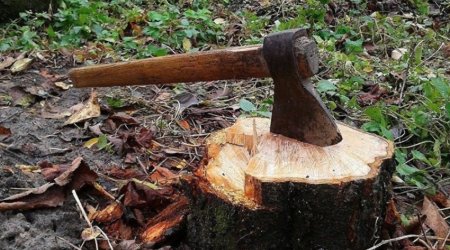 Qəbələdə qanunsuz ağac kəsimi ilə bağlı cinayət işi başlanıldı