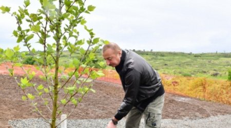 Füzulidə yeni mərkəzi park yaradılacaq - Prezident və xanımı ağac əkdi - YENİLƏNİB/FOTO