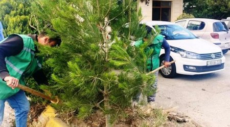 Bakıda ağacların qurudulmasının qarşısı alınıb - FOTO
