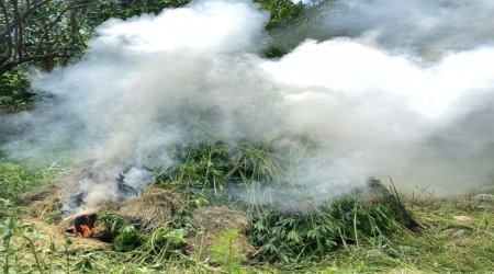 Qubadlıda əməliyyat - 4 tondan çox çətənə kolu...