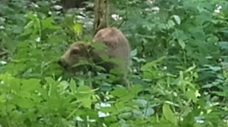 Şahdağ Milli Parkında daha bir zubr balası dünyaya gəldi - FOTO