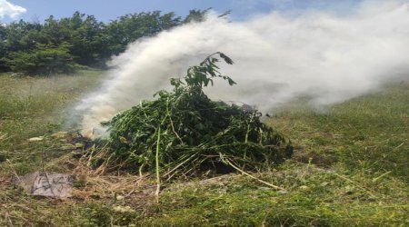 Şuşada 1 tondan artıq çətənə bitkisi məhv edilib – FOTO 