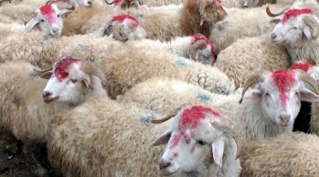 AQTA qurbanlıq heyvanla bağlı vətəndaşlara ÇAĞIRIŞ etdi