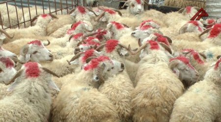 134 ünvanda qurbanlıq heyvanların satışı və kəsimi təşkil ediləcək