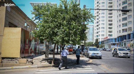 Tut ağaclarının bərbad günə qoyduğu küçələr - Problemdən ÇIXIŞ YOLU nədir? - FOTO